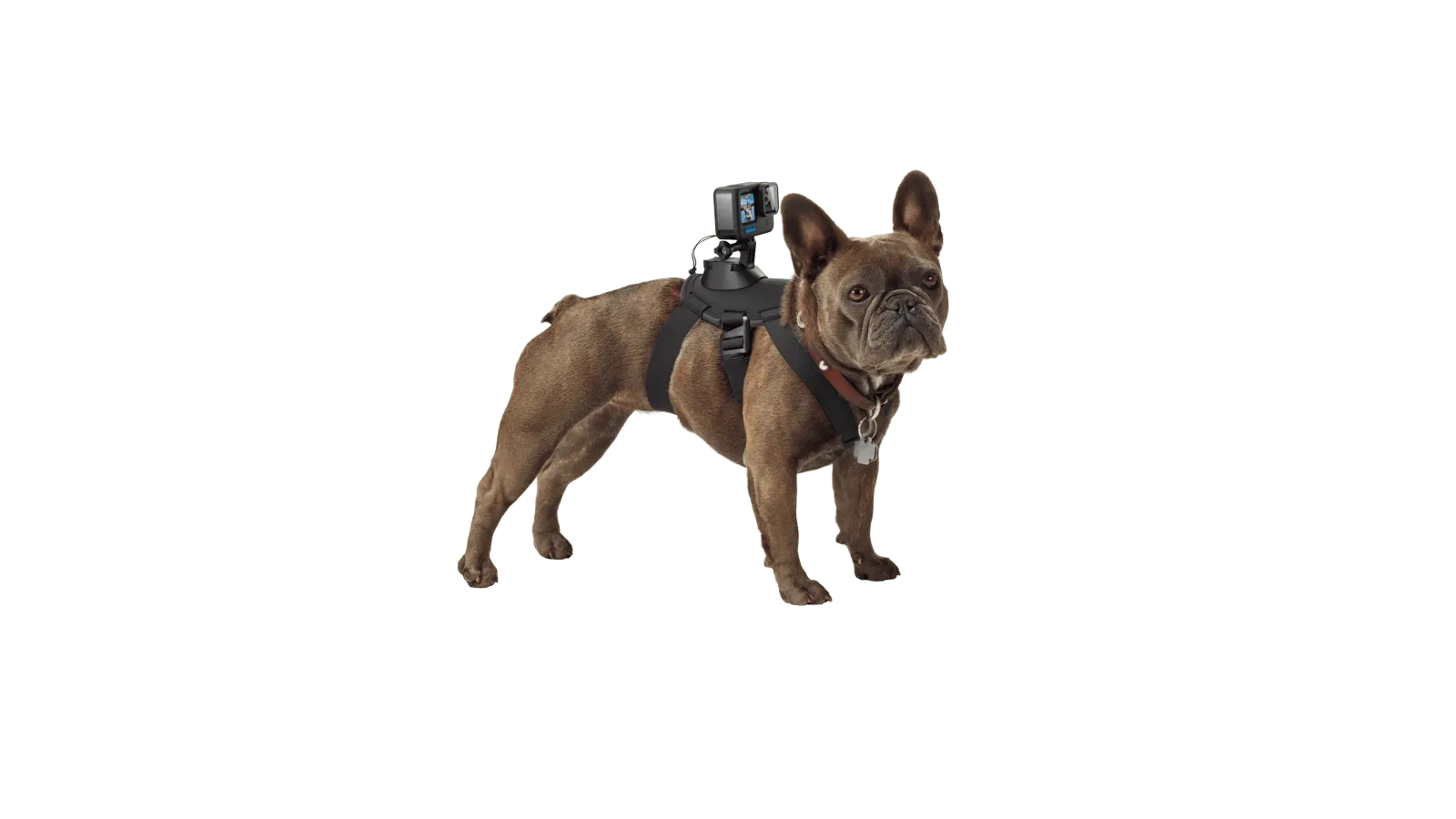 Gopro Fetch Para Perro DOG Harnes